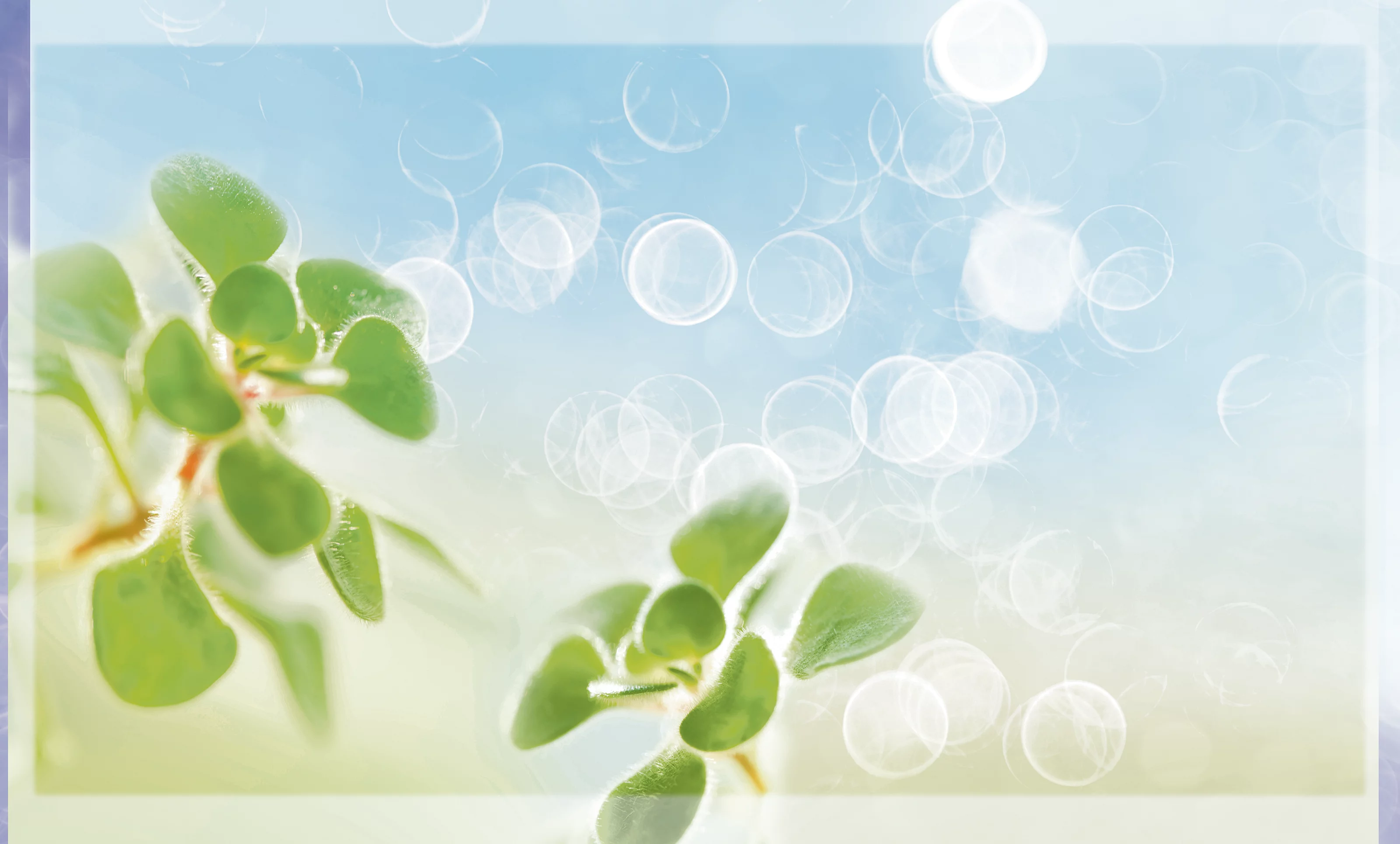 Tareo 40 (102 cm) Frontal, Front